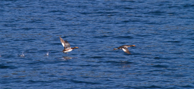 Horned Grebes Taking Flight